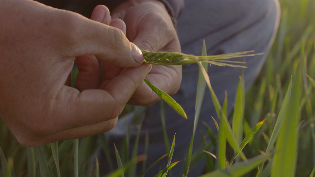 Boulder Park Wheat